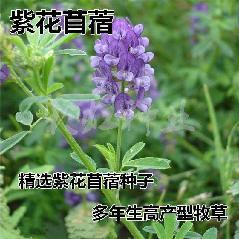紫花苜蓿草种籽喂猪牛羊兔鸡鸭鹅多年生四季大叶牧草种子鱼草种籽