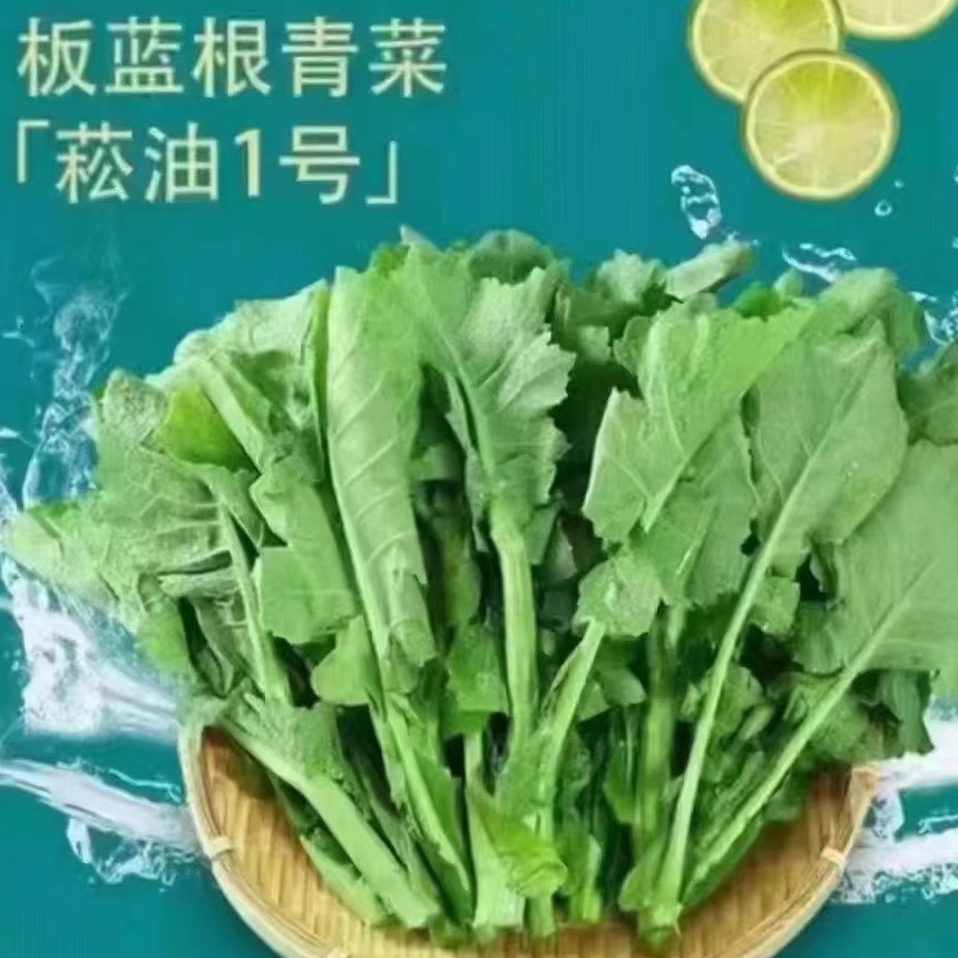 新鲜板蓝根青菜新鲜蔬菜江浙沪皖任意五件顺丰包邮-图2