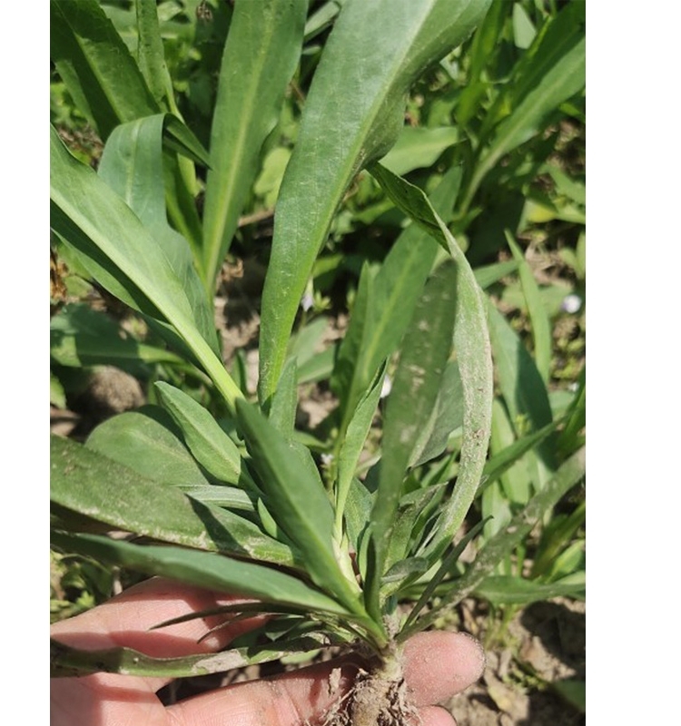 瑞连草钻 叶紫菀苗 剪刀菜白菊花 土柴胡 阳台庭院盆栽疏菜种子苗 - 图1