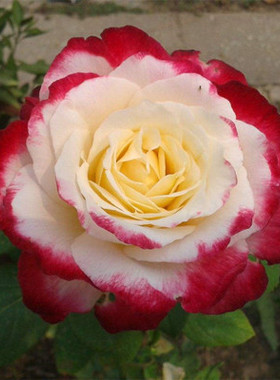 盆栽花卉庭院阳台玫瑰