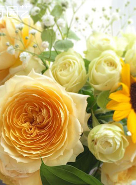 庭院植物古董大花直立盆栽