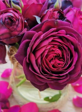 欧月灌木月季苗黑切花玫瑰花装饰