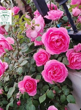 攀援爬藤欧游行庭院花园阳台盆栽