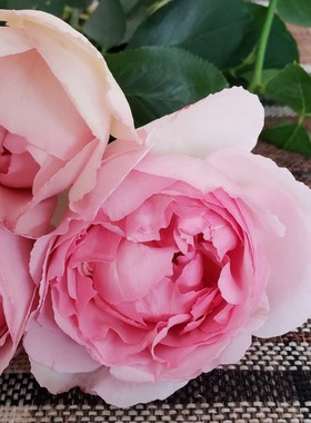 繁华都市灌木浓香庭院盆栽花卉