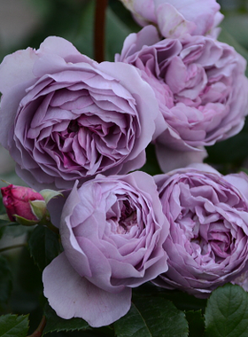 欧月藤本爬藤爬墙月季花苗庭院阳台盆栽花卉赛蔷薇多季开大花月季