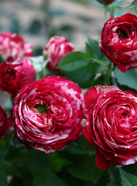 条纹红白毛茛庭院阳台盆栽植物