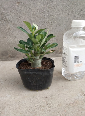 沙漠玫瑰盆栽花卉植物室内