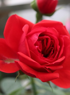 庭院植物欧月红苹果红色盆栽月季