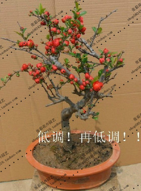 日本海棠花阳台庭院盆栽植物树桩