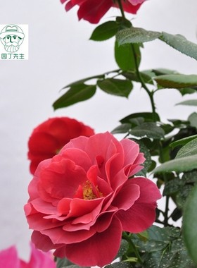 月季花火热巧克力玫瑰庭院