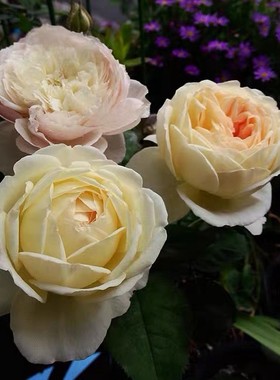 庭院植物少女灌木月季开放浓香型