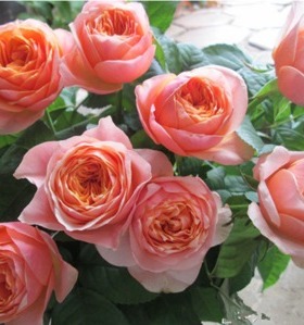 庭院植物月季温柔珊瑚灌木花