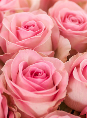 新品桃红雪山玫瑰包对版发货鲜花