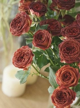 庭院阳台微型切花盆栽巧克力香味