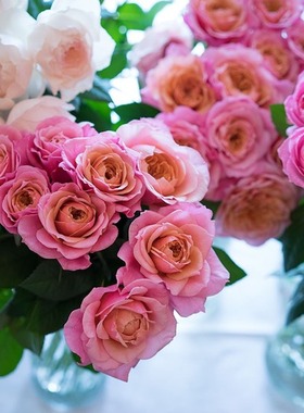 庭院植物月季雅灌木浓香