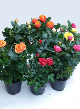 盆栽微型办公室桌面花卉玫瑰