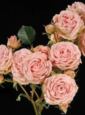 庭院植物欧月切花草地浪漫机器