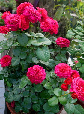 欧月灌木月季红达庭院多季开花 红色达芬奇 月季盆栽蔷薇玫瑰花