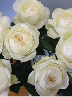 日月浓香白色梦之蕾多季开花玫瑰