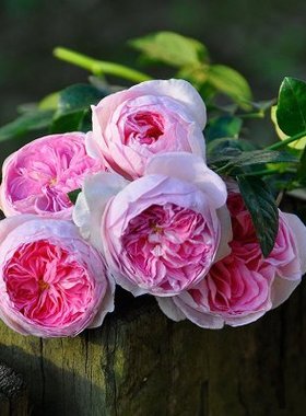 欧月阳台藤本蔷薇粉色宝石