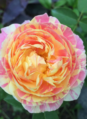 欧月盆栽灌木莫奈经典花卉