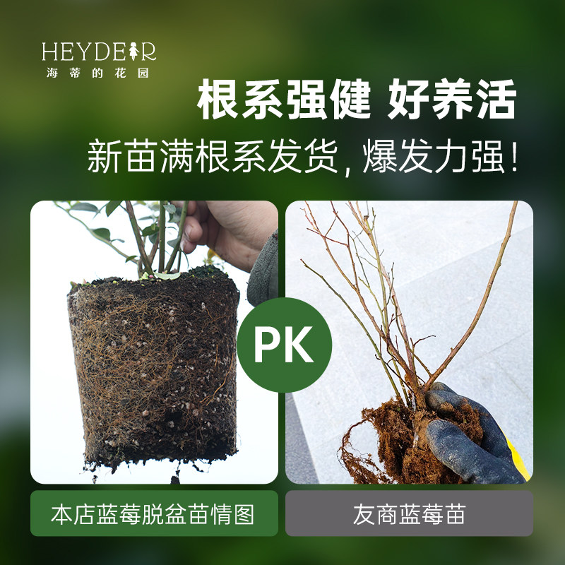 海蒂的花园成都总店蓝莓树果苗盆栽果树阳台庭院地栽苗果树包对版,淘宝优惠券,粉丝福利购,淘宝优惠卷