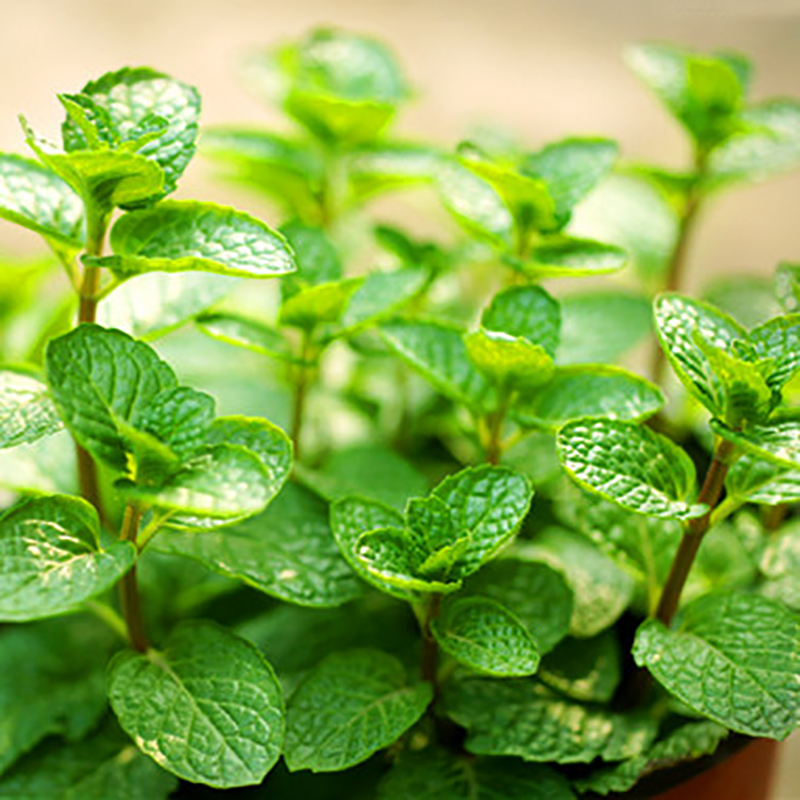 海蒂的花园薄荷迷迭香百里香厨房做香料香草花卉植物室内花绿植 - 图0