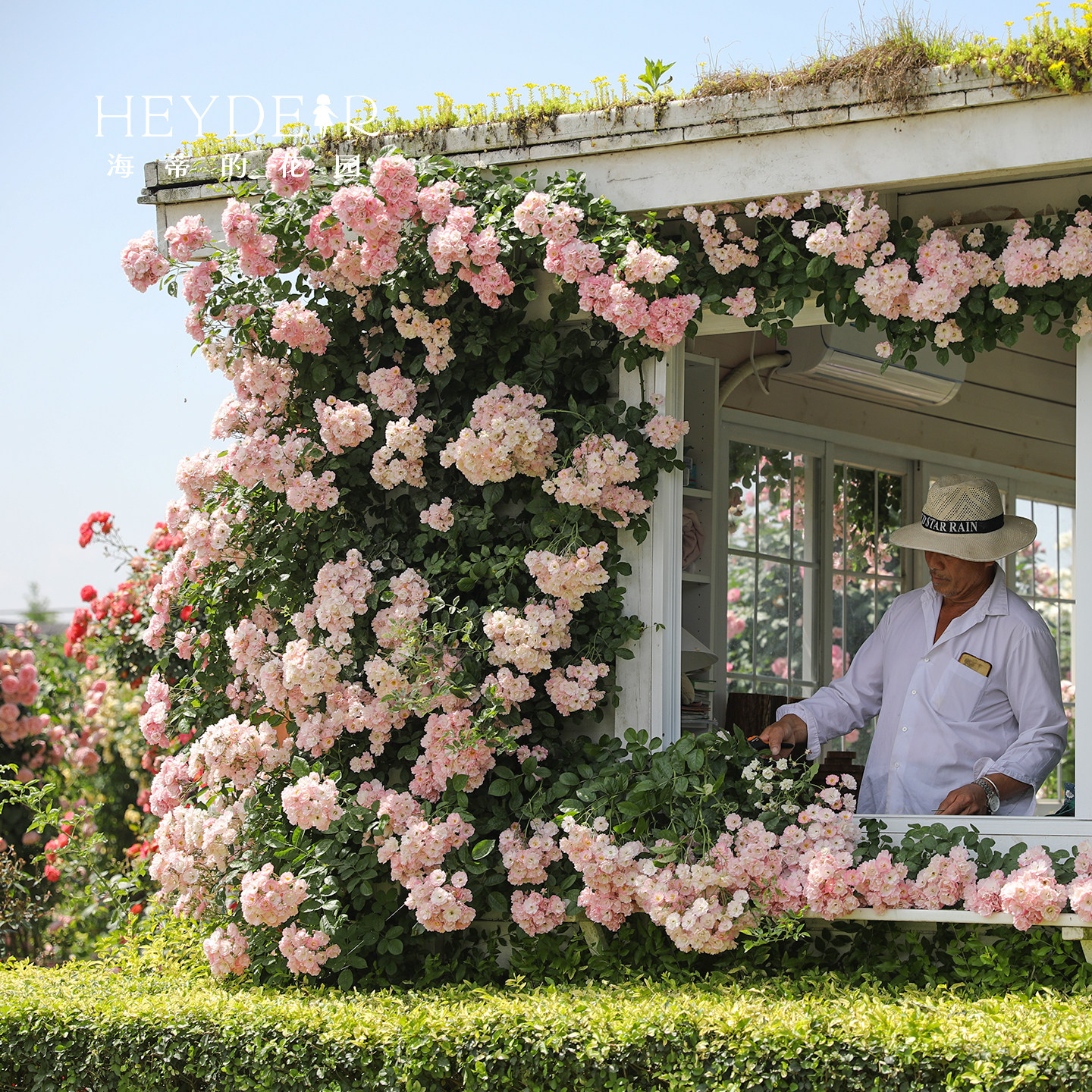 海蒂的花园 苹果花爬藤月季藤本春季花量大庭院露台花卉盆栽花苗,淘宝优惠券,粉丝福利购,淘宝优惠卷
