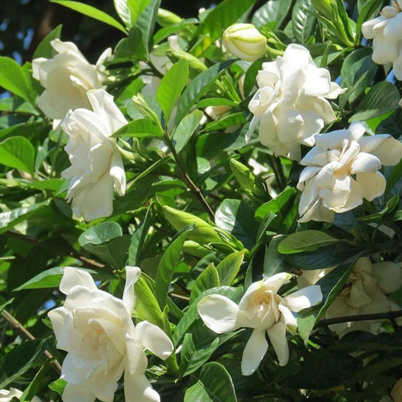 海蒂的花园小叶栀子花盆栽茉莉花阳台开花苗花卉植物室内常绿盆栽 - 图2