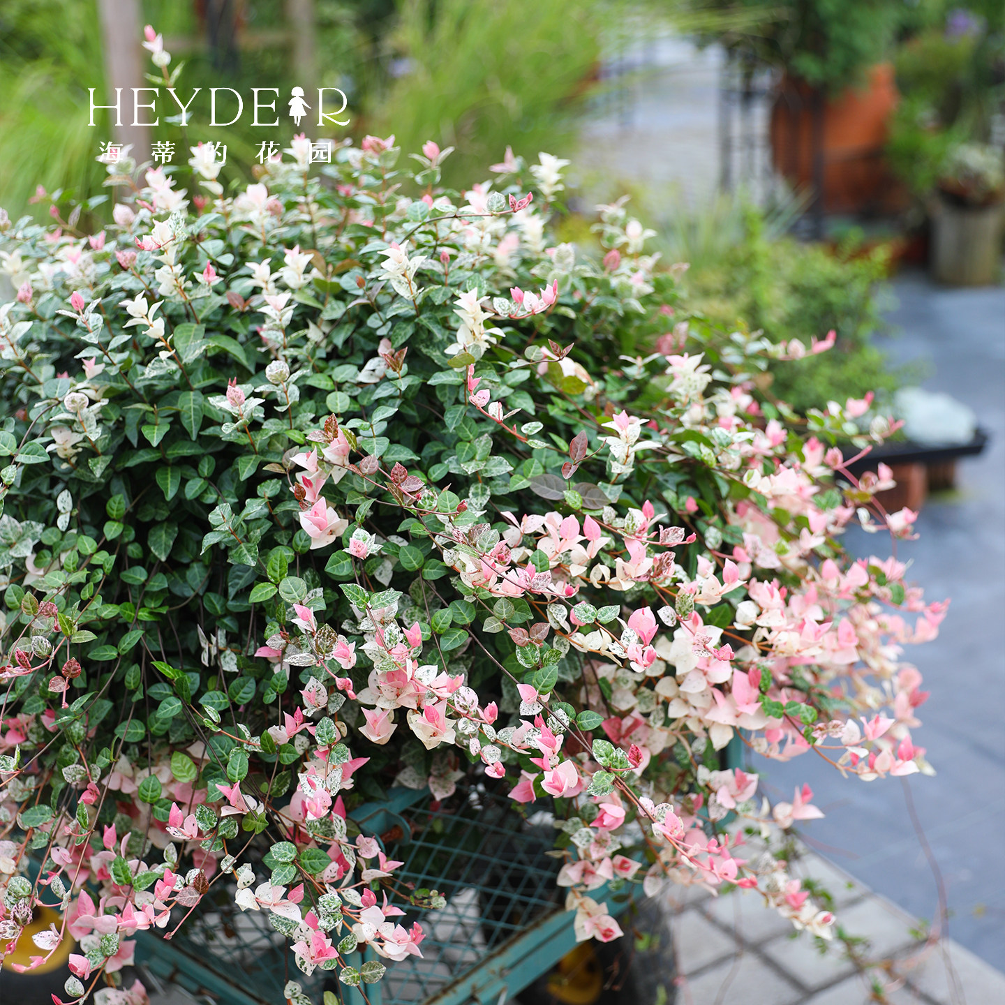 海蒂的花园花叶络石四季常绿好养观叶黄金过路黄铺面绿植盆栽苗,淘宝优惠券,粉丝福利购,淘宝优惠卷