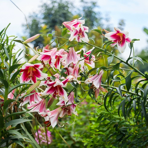 Садовая лилия Хайди, импортированная двор Трионфе, растения и горшечные растения