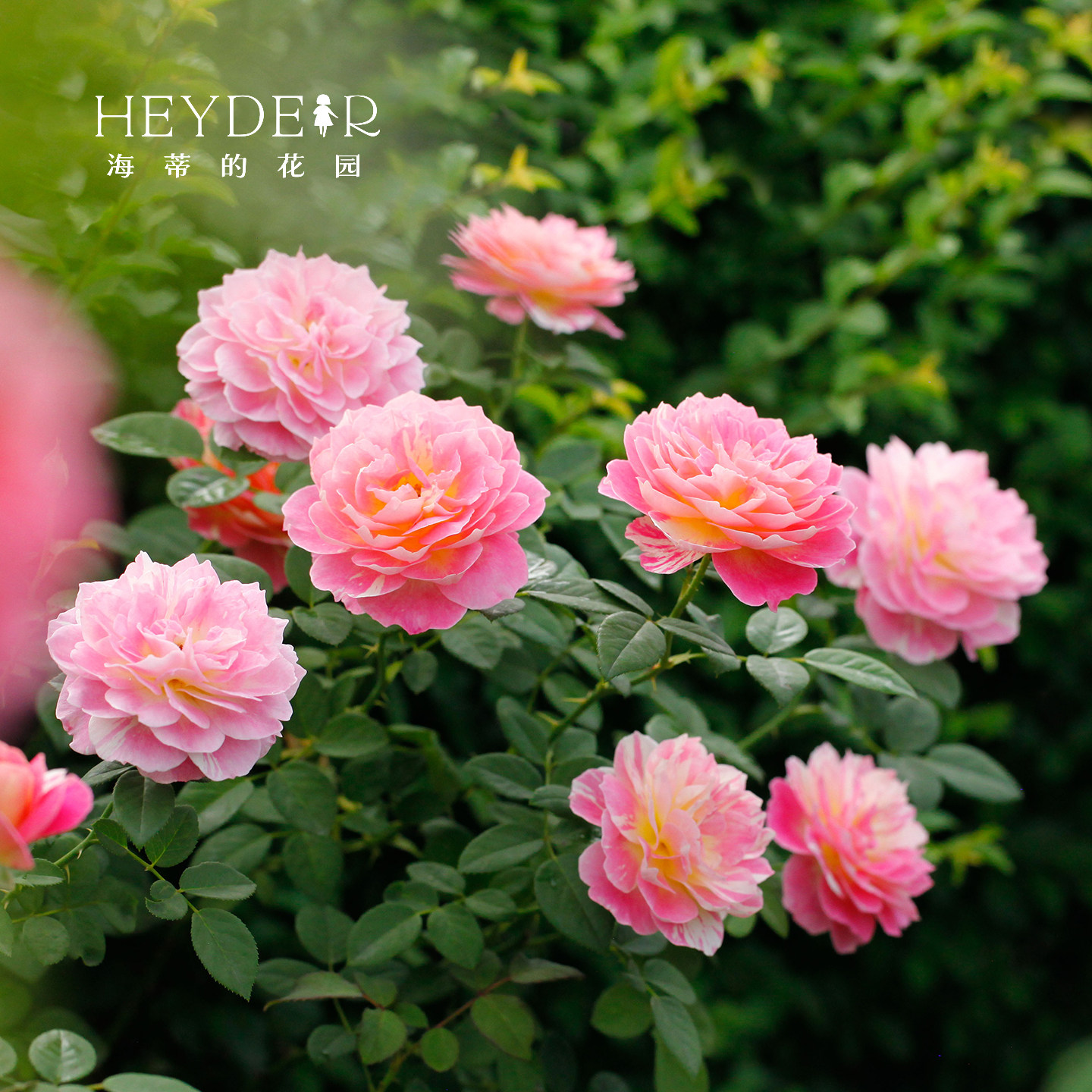 海蒂的花园莫奈直立月季欧月中香大花条纹耐热阳台花卉植物盆栽苗,淘宝优惠券,粉丝福利购,淘宝优惠卷