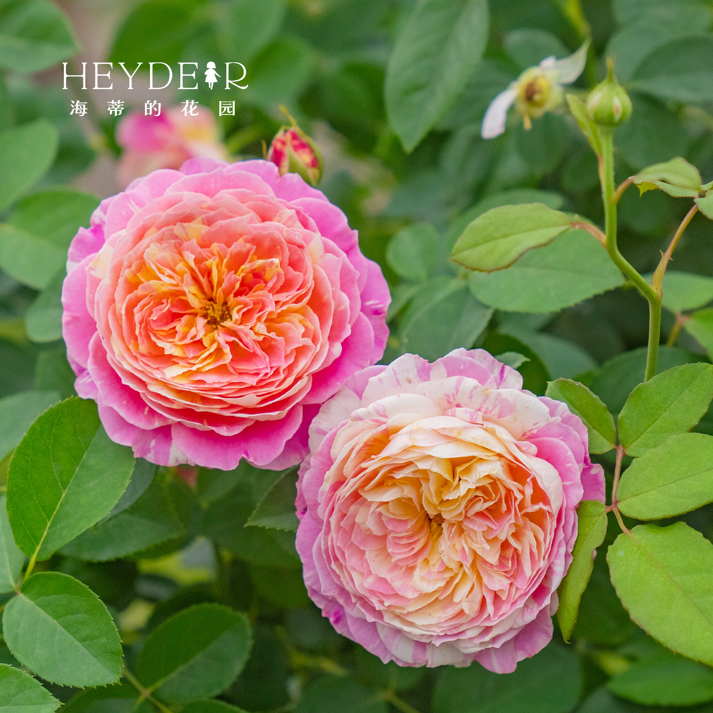 海蒂的花园莫奈直立月季欧月中香大花条纹耐热阳台花卉植物盆栽苗,淘宝优惠券,粉丝福利购,淘宝优惠卷