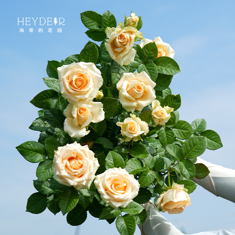 海蒂的花园蜜桃雪山系列直立月季切花玫瑰阳台庭院花卉植物盆栽苗,淘宝优惠券,粉丝福利购,淘宝优惠卷