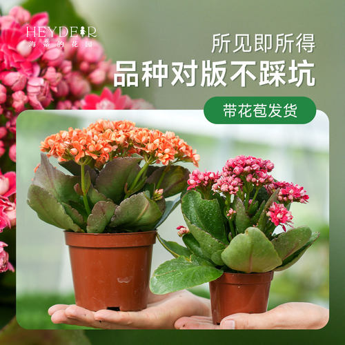 海蒂的花园长寿花盆栽重瓣大花花苗带花苞金狐狸花卉植物室内开花 - 图1