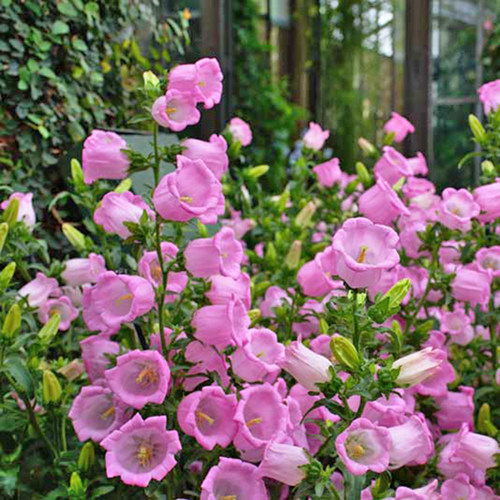 海蒂的花园 风铃草阳台庭院好养植物蓝色粉色花境搭配花卉盆栽苗 - 图0