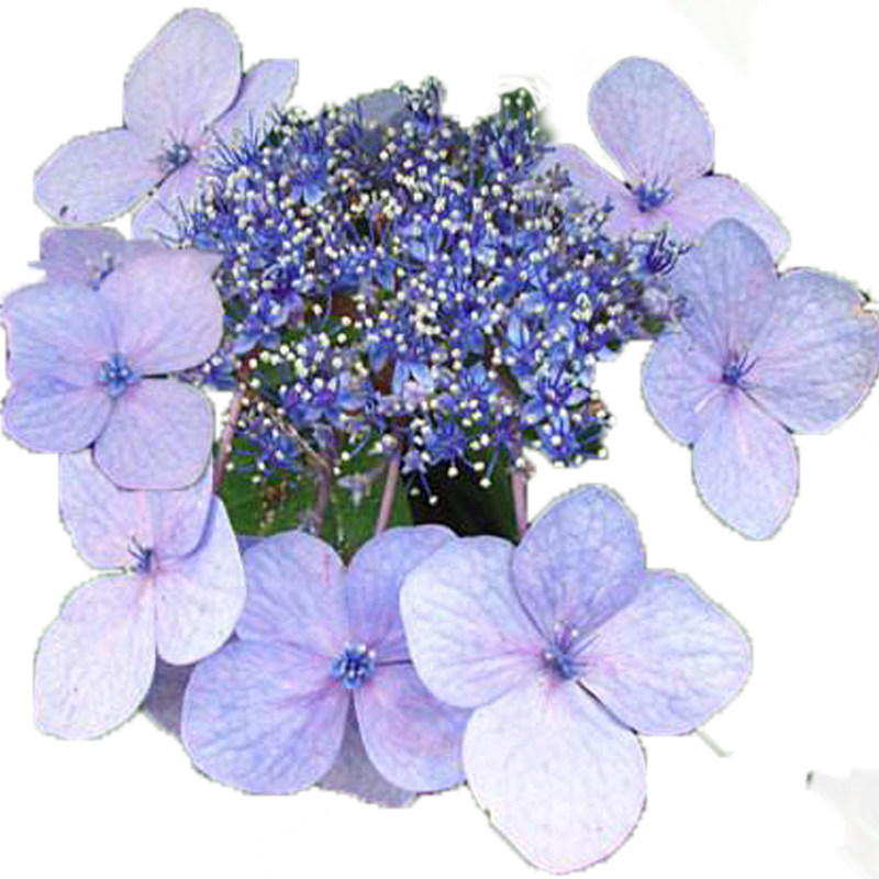 海蒂的花园银边绣球观叶绿植大花绣球花坛露台阳台耐阴花卉盆栽,淘宝优惠券,粉丝福利购,淘宝优惠卷