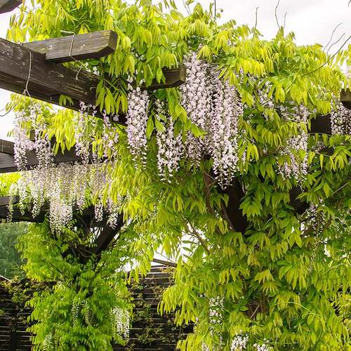 海蒂的花园紫藤花苗爬藤植物可攀援室外阳台庭院露台藤本花卉盆栽 - 图1