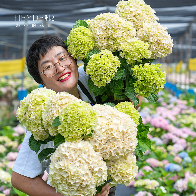 海蒂的花园魔幻海洋大花绣球魔幻系列庭院阳台露台花卉植物盆栽苗,淘宝优惠券,粉丝福利购,淘宝优惠卷