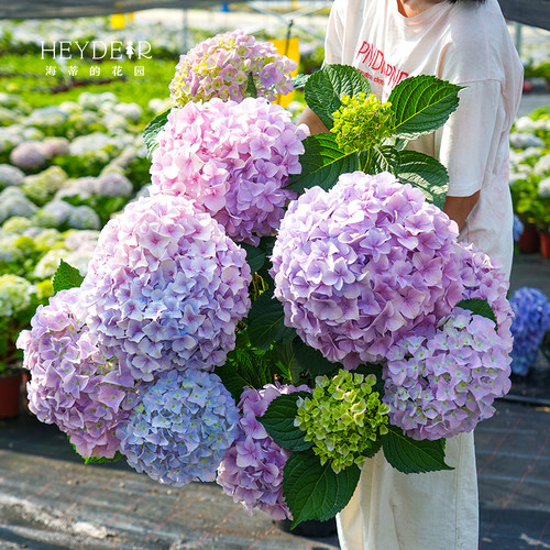 海蒂的花园绣球花大海蓝新品大花新老枝开花切花品种庭院花卉盆栽 - 图3