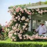 海蒂的花园 Список списков роза сеянцы рассады цветочный горшок осень и зимний растение, связанный с растениями.