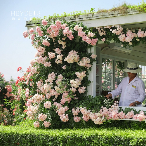 海蒂的花园 Список списков роза сеянцы рассады цветочный горшок осень и зимний растение, связанный с растениями.