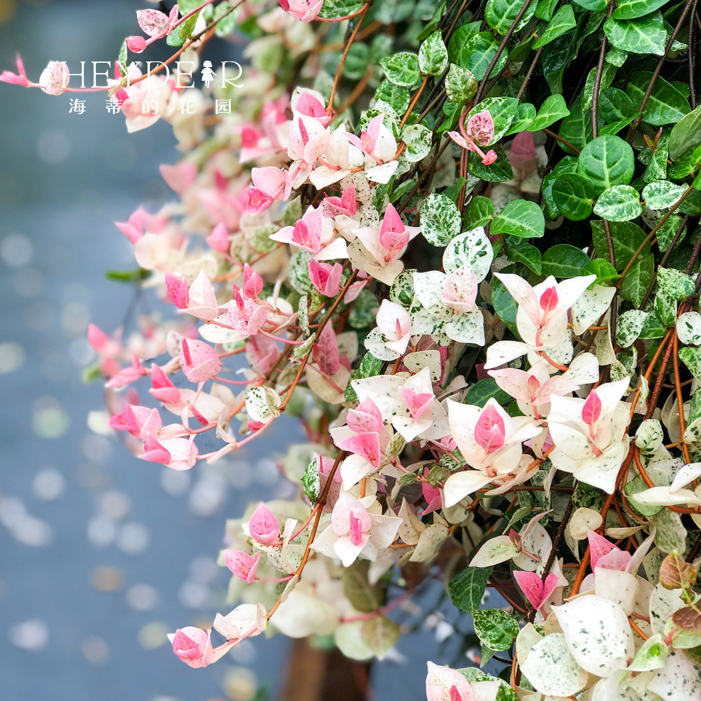 海蒂的花园花叶络石四季常绿好养观叶黄金过路黄铺面绿植盆栽苗,淘宝优惠券,粉丝福利购,淘宝优惠卷