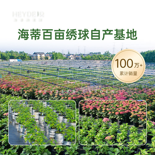 海蒂的花园绣球花苗无尽夏大海蓝万华镜阳台四季种植物树苗盆栽 - 图3