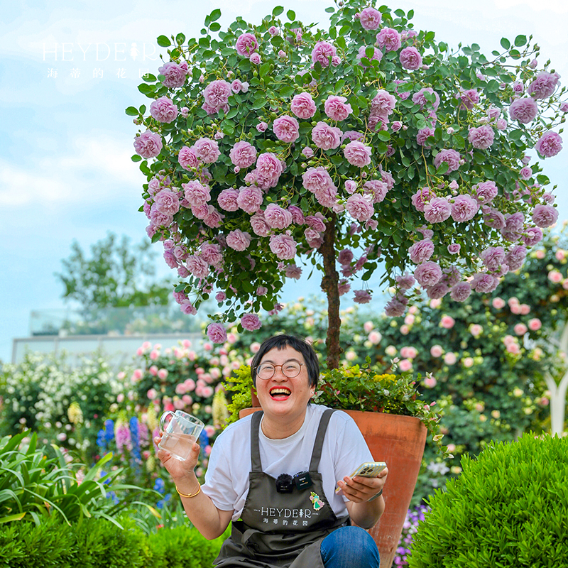 海蒂的花园蓝色阴雨爬藤月季四季阳台庭院垂吊花卉植物盆栽花苗 - 图0