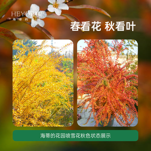 海蒂的花园雪柳盆栽喷雪花金叶粉花白花多年生花灌木耐寒花卉植物 - 图2
