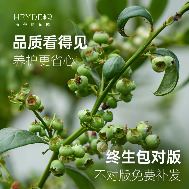 海蒂的花园成都总店蓝莓树果苗盆栽果树阳台庭院地栽苗果树包对版,淘宝优惠券,粉丝福利购,淘宝优惠卷