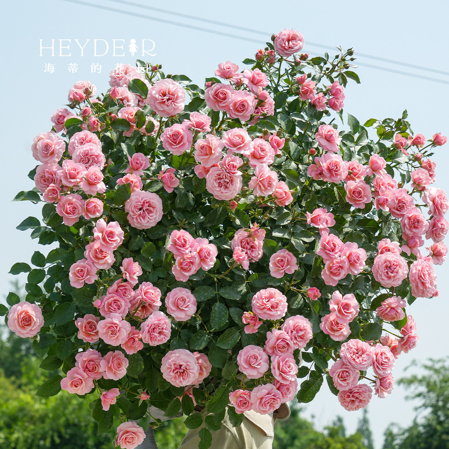 海蒂的花园月季花苗波提雪莉直立玫瑰切花型庭院花境植物花卉盆栽,淘宝优惠券,粉丝福利购,淘宝优惠卷