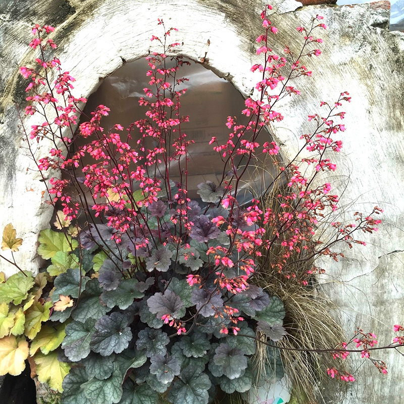 海蒂的花园矾根耐阴耐寒颜色丰富阳台庭院植物四季观叶绿植盆栽苗-图2