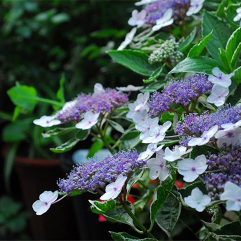 海蒂的花园银边绣球观叶绿植大花绣球花坛露台阳台耐阴花卉盆栽,淘宝优惠券,粉丝福利购,淘宝优惠卷